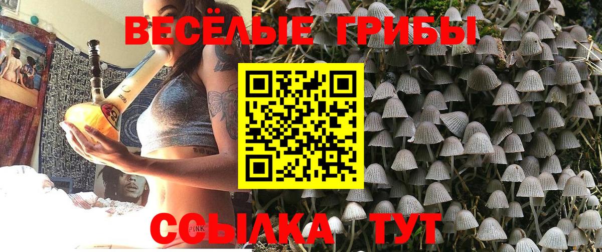 Галлюциногенные грибы Psilocybe Балтийск